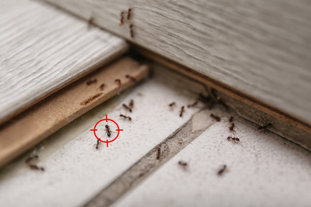 Best Best Pest Control Companies  in Watford City, ND